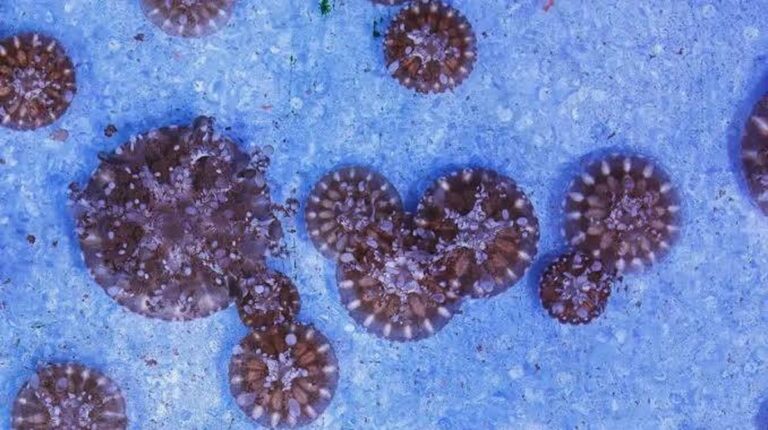 Neobvyklý objev v hlubinách Antarktidy