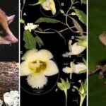 Nové druhy flóry a fauny objevené v Peru během roku 2025