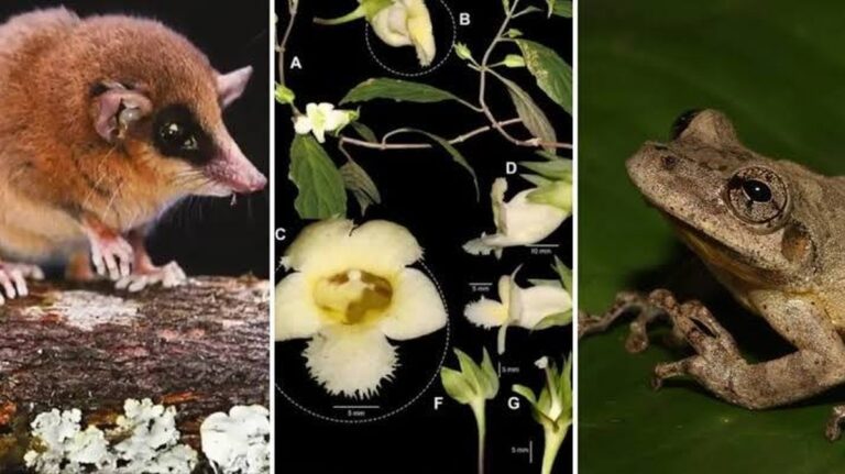 Nové druhy flóry a fauny objevené v Peru během roku 2025