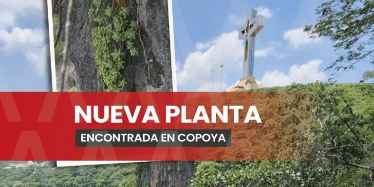 Nově objevený druh rosliny v oblasti Meseta de Copoya