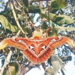 Objevování Atlas Moth v Shirale