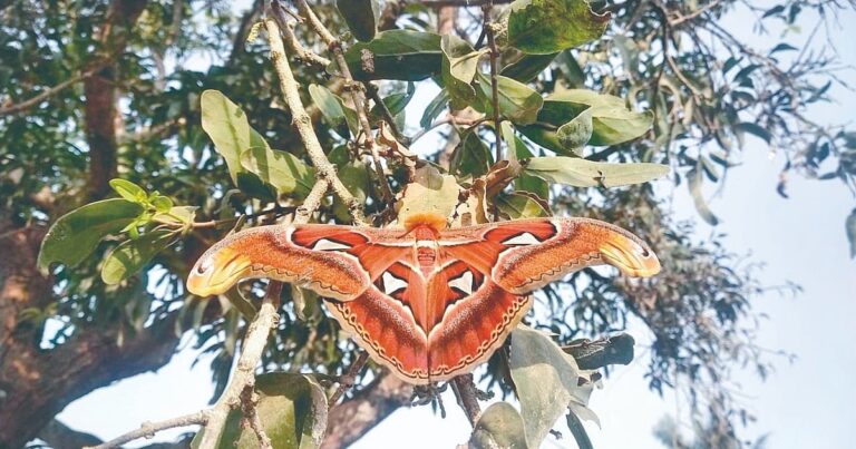 Objevování Atlas Moth v Shirale