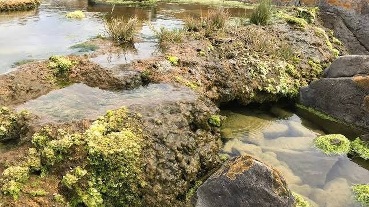 Objev "živých kamenů" v Jižní Africe, které mohou pomoci lidstvu