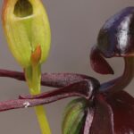 Ochrana domácích orchidejí ve státě Jižní Austrálie