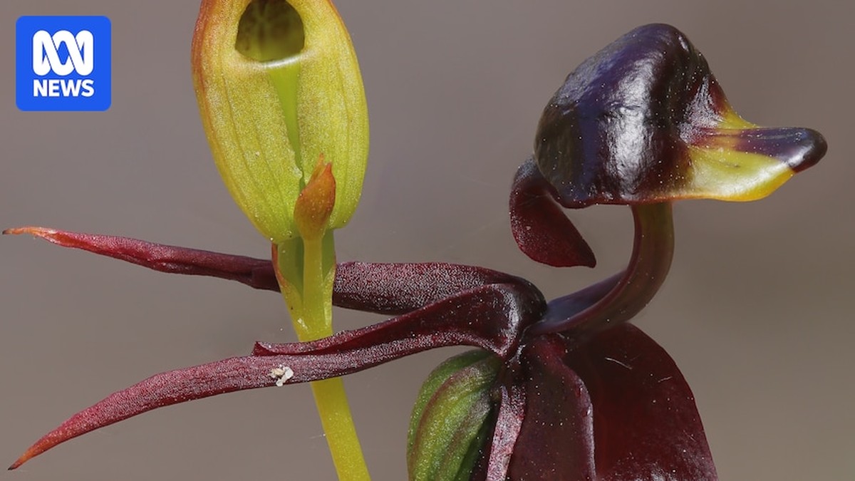 Ochrana domácích orchidejí ve státě Jižní Austrálie