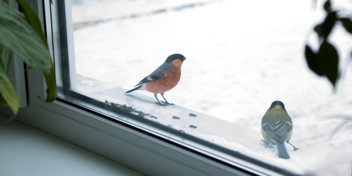 Odpověď na ptačí chování: Co dělat, když se pták snaží útočit na okno?