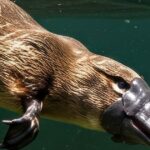 Platypus: Podivný živočich s unikátními rysy