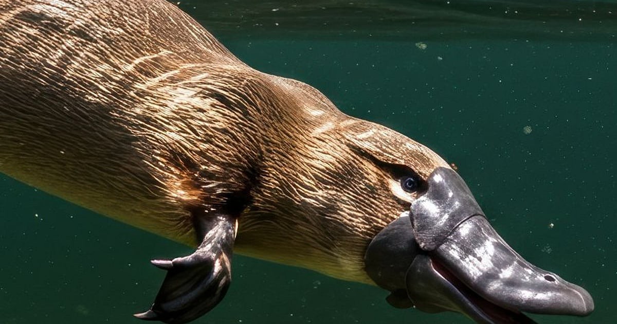 Platypus: Podivný živočich s unikátními rysy
