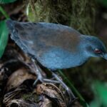 Po 200 letech se znovu vidí tento druh: Ztracené ptáky, kteří se vracejí na Galapágách