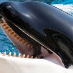 Pokrok v monitorování orky iberské ve Gibraltarském průlivu