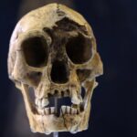 Před 50 000 lety přírodní katastrofa vedla k vymření pravých "hobitů", ukazuje nedávná studie