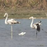 Příchod stěhovavých ptáků do mokřadů Naroura v Bulandshahru