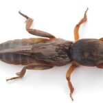 Role a Příběh o Plošné Saranče