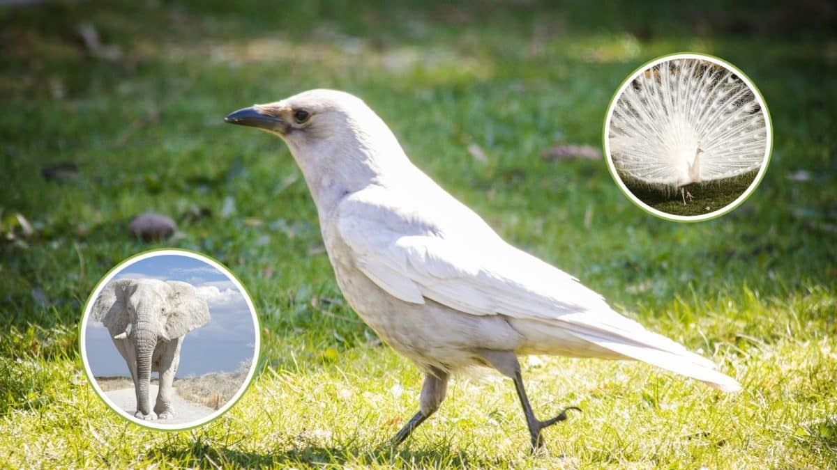 Různé Barvy Zvířat: Bílý Vrána, Bílý Orel a Další