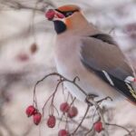 Svirbelių pasaulis: išskirtinė paukščių rūšis