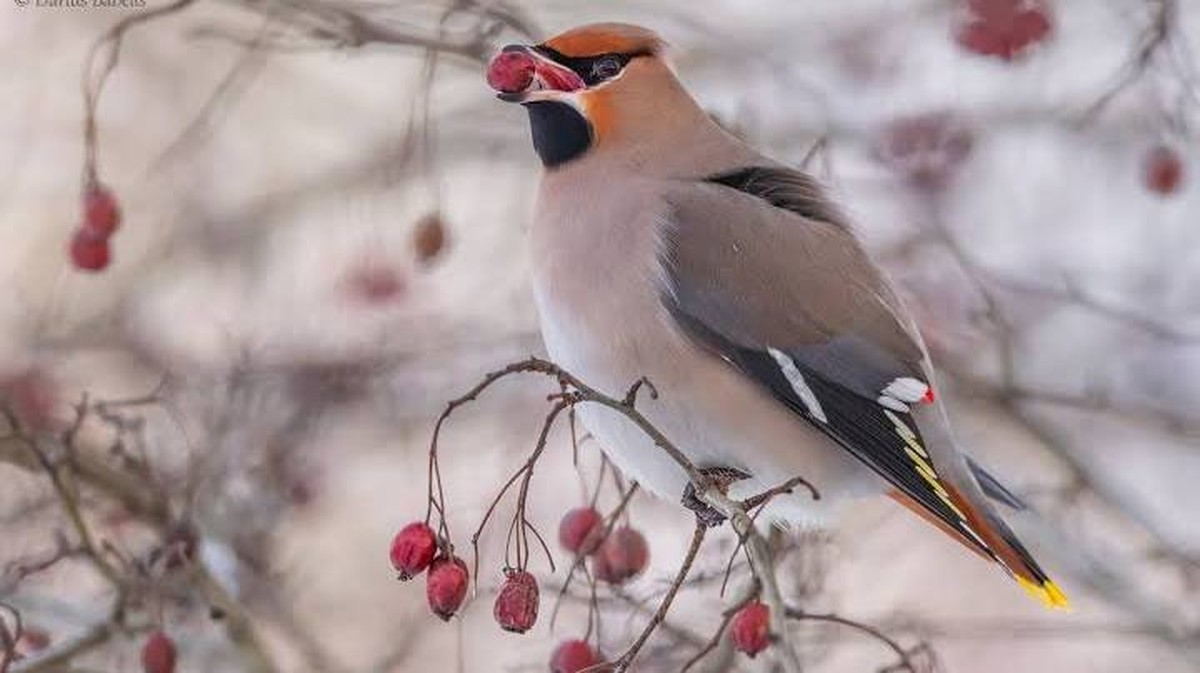 Svirbelių pasaulis: išskirtinė paukščių rūšis