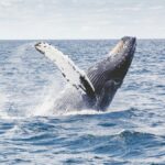 Tajemství dlouhověkosti: Objev vědců v oblasti medicíny regenerativní