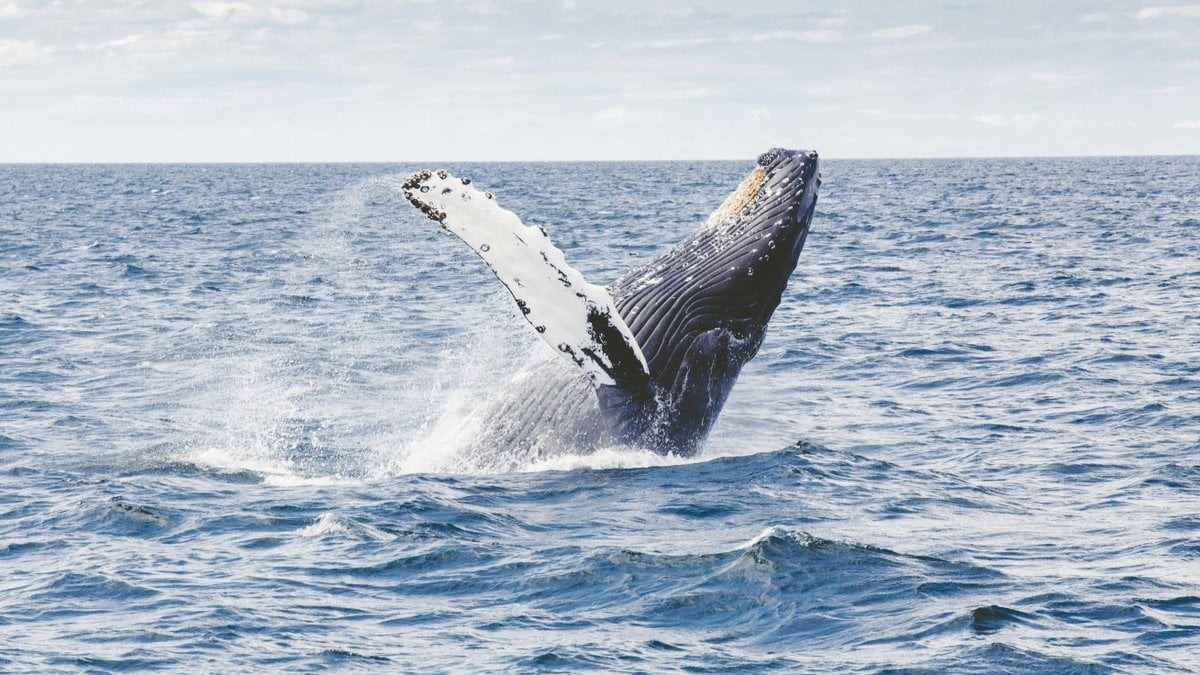 Tajemství dlouhověkosti: Objev vědců v oblasti medicíny regenerativní