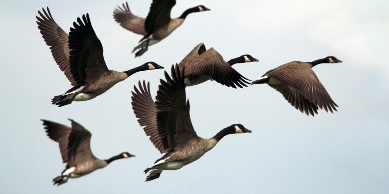 Úpravy pravidel ochrany přírody a krajiny v provincii Utrecht