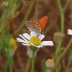 Výsledky průzkumu přírodních zdrojů v obci Kadima-Tzoran