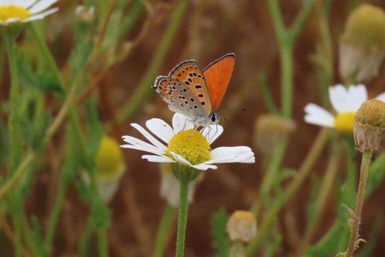 Výsledky průzkumu přírodních zdrojů v obci Kadima-Tzoran