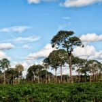 Význam amazonského kaštanu pro Latinskou Ameriku