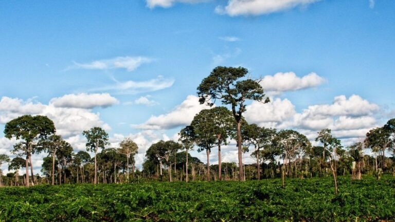 Význam amazonského kaštanu pro Latinskou Ameriku