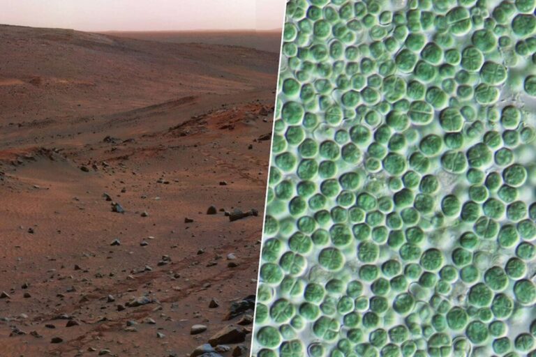 Význam bakterií při budování kolonizace Marsu