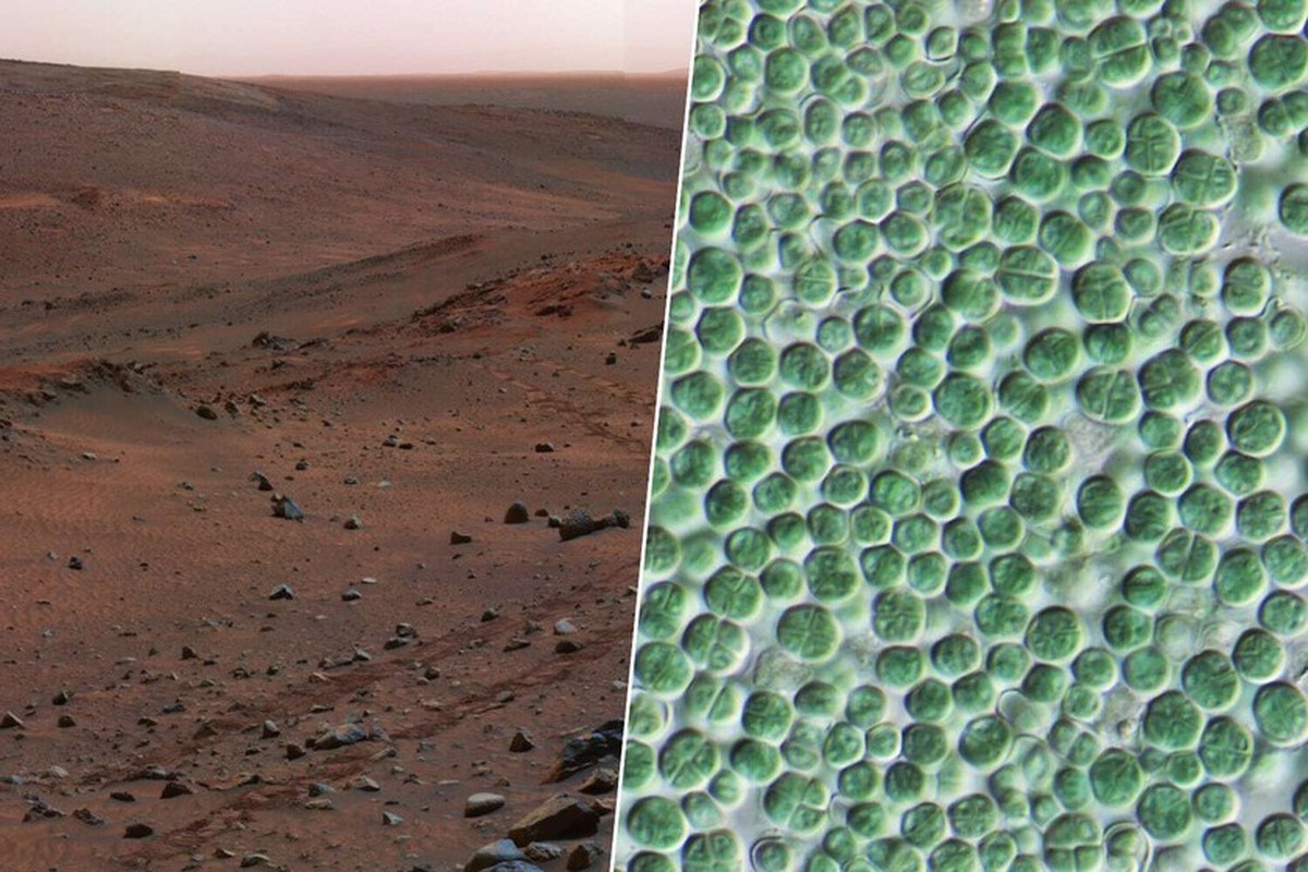 Význam bakterií při budování kolonizace Marsu