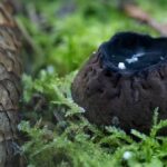 Význam houbové biodiverzity a ochrany lesa v Litvě