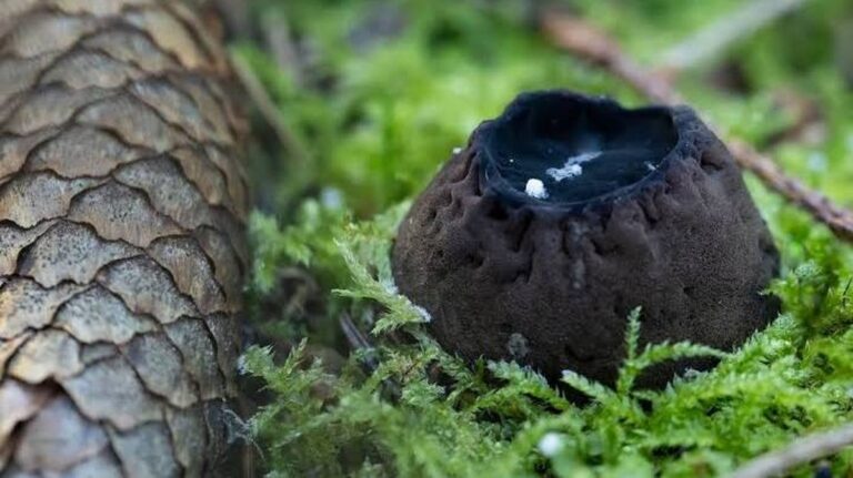 Význam houbové biodiverzity a ochrany lesa v Litvě