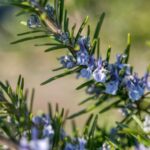 Význam květů rozmarýnu a jak podpořit jeho kvetení