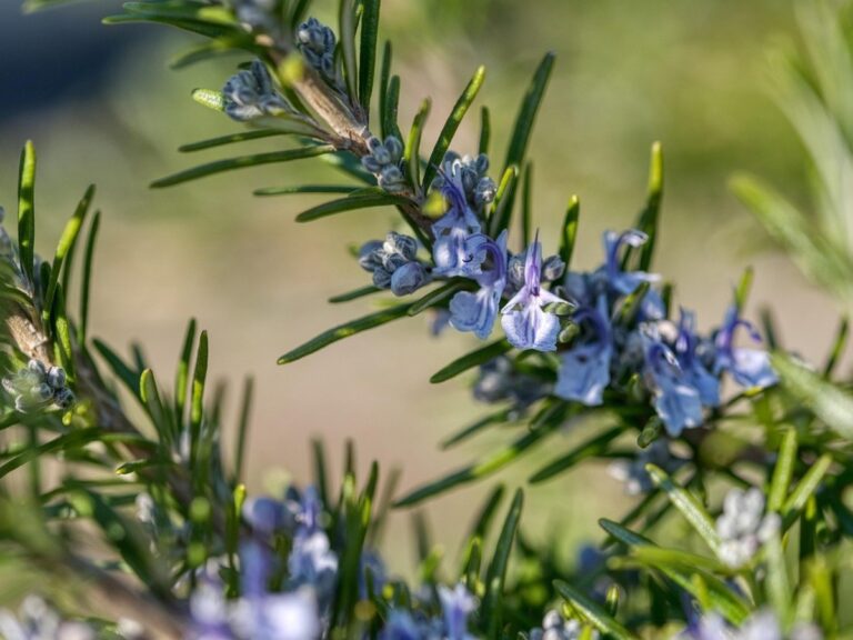 Význam květů rozmarýnu a jak podpořit jeho kvetení