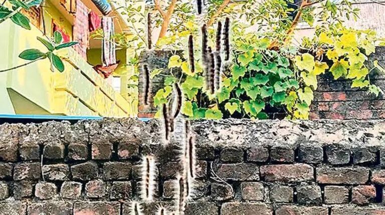 Životní cyklus můr a jejich chování