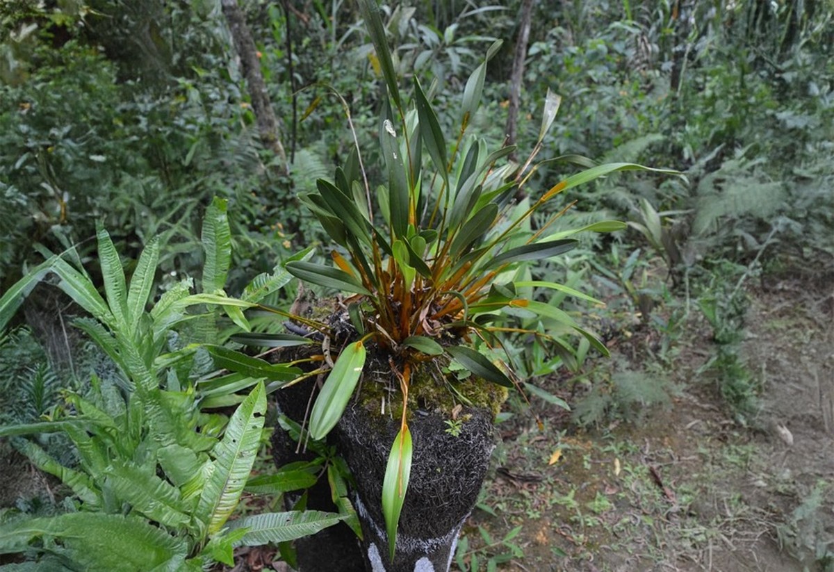 Zlatá orchidej: Krásná a ohrožená rostlina Papua