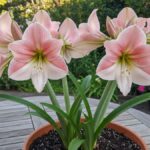 Amarílis: Symbolika Světla a Vitality