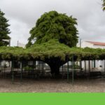 Cedr na obci Runa vyhrál soutěž o strom roku 2026