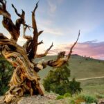 Chyba, která změnila ochranu nejstarších stromů na Zemi