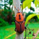 Co je červenočerný brouk, nová „hrozba“ v Gualeguaychú