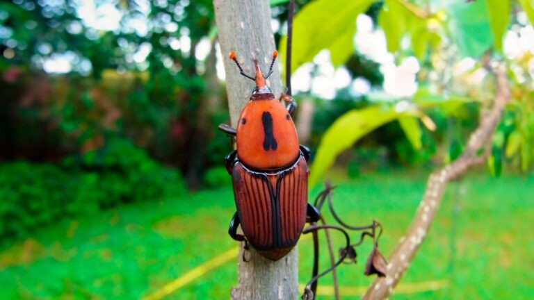 Co je červenočerný brouk, nová „hrozba“ v Gualeguaychú