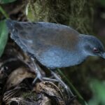 Galapagos-Ralle se po téměř 200 letech znovu objevila na Floreaně