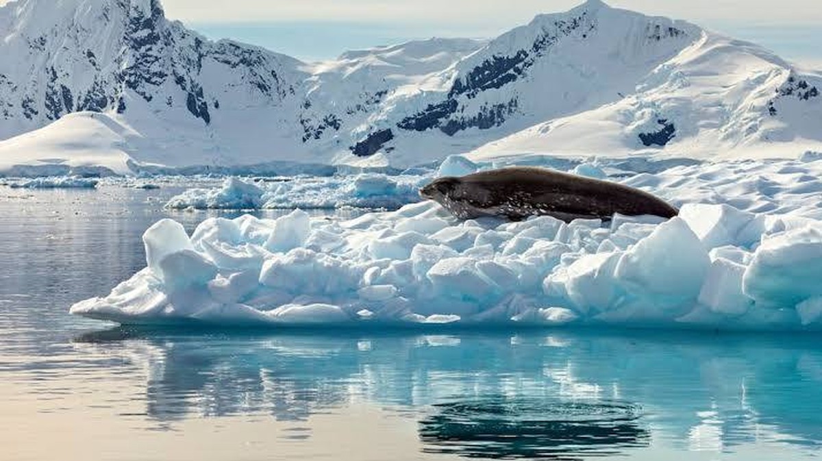 Historické objevy na Antarktidě: Nové mořské druhy a fascinující nálezy