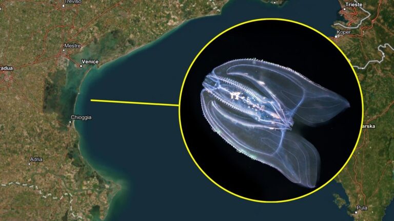 Hrozba ctenofora Mnemiopsis leidyi pro ekosystém Benátské laguny