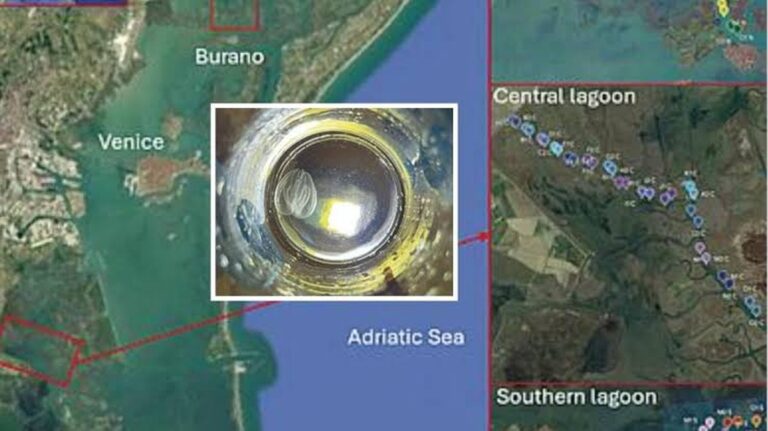 Hrozba invazivního druhu v benátské laguně