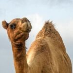 Jak velbloudi přežívají v poušti bez vody
