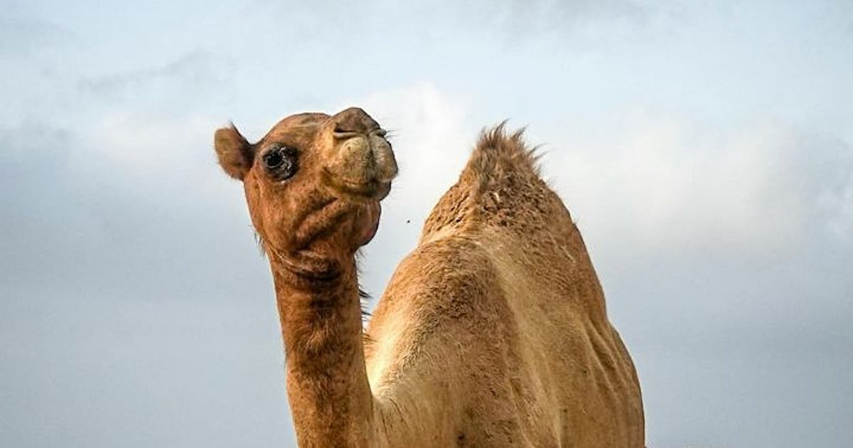 Jak velbloudi přežívají v poušti bez vody
