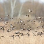 Jezero Bientina: klíčové přírodní rezervace a záznamy o vodních ptácích