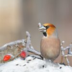 Lidé v Moravskoslezském kraji sčítají ptáky, raritní druhy mohou být přítomny
