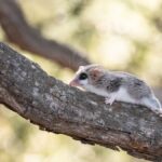 Marmozety: Kľúč k porozumeniu najmenším vačkovcom žijúcim v Argentíne