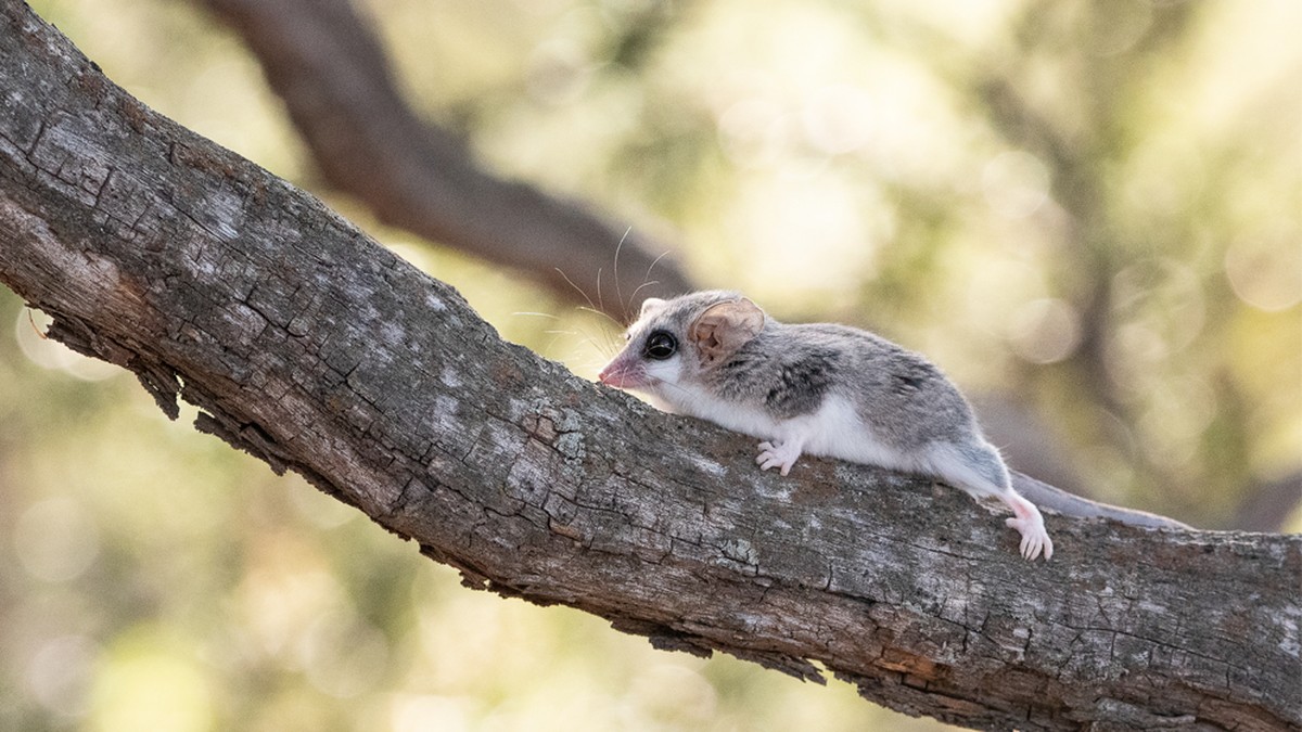Marmozety: Kľúč k porozumeniu najmenším vačkovcom žijúcim v Argentíne